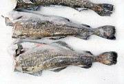 Pacific cod all sizes good quality fresh frozen fish Russian fish and seafood wholesale Sankt-Peterburg