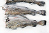 Pacific cod all sizes good quality fresh frozen fish Russian fish and seafood wholesale Санкт-Петербург