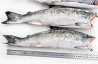 Far East Russian Pacific wild coho salmon fish and seafood wholesale world Delivery Sankt-Peterburg