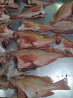 Atkantic redfish whosales from Russia export sea bass Murmansk
