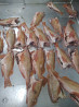 Red fish sea bass export from Russia Sankt-Peterburg