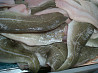 Defrosted FAS Cod fillets premium export from Russia Murmansk