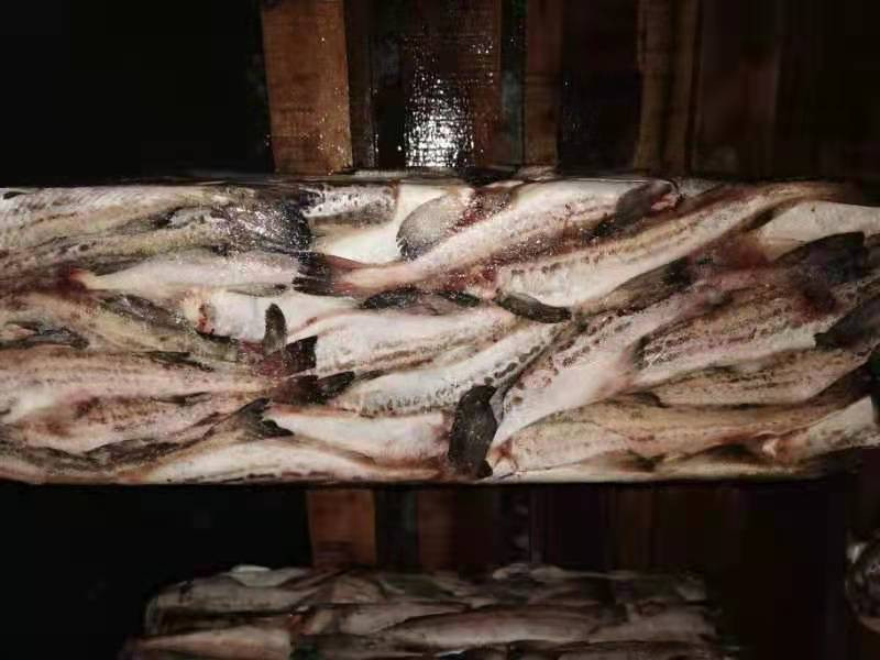 Pollock whosales worldwide wild caught whiting fishBuy and order