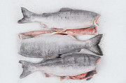 Russian Pink Salmon Wild Russian Fish wholesales worldwide delivery Санкт-Петербург