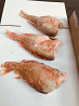Atlantic sea bass buy seafood wholesale Murmansk