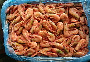 Russian Nothern Shrimp Russian Seafood All Sizes from Atlantic ocean Sankt-Peterburg