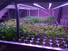 Vertical farm for spinach and other crops Sankt-Peterburg