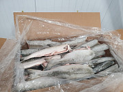 Wild caught pink salmon export from Russia Sankt-Peterburg