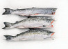 Сoho salmon Wild Salmon Good Quality Russian Natural Fish Sankt-Peterburg