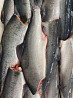 Red salmon alaska direct export from Russia Federation Vladivostok