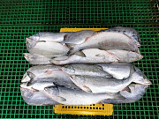Pink salmon export quality made in Russia salmon wholesale suppliers Vladivostok