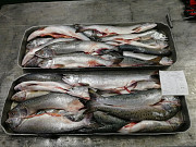 Russian export trade wild caught pink salmon russia wholesale market Санкт-Петербург