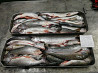 Russian export trade wild caught pink salmon Sankt-Peterburg