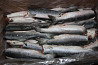 Pink salmon fish MSC certificate pink salmon alaska Sankt-Peterburg
