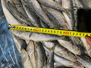 Frozen sardine w/r export from Russia Санкт-Петербург