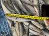 Frozen sardine w/r export from Russia frozen seafood suppliers Sankt-Peterburg
