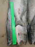 Coho salmon HG wholesale freshwater fish Sankt-Peterburg