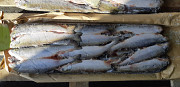 Char fish export from Russia Санкт-Петербург