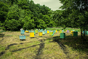 Bulk organic honey direct export from Russia Sankt-Peterburg
