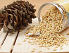 Pine nuts best price export from Russia Sankt-Peterburg