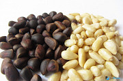 Wild pine nuts wholesales from Russia Sankt-Peterburg