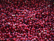 Wild forest berry cranberry from Russian fores worldwide delivery Petrozavodsk