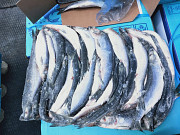 Pacific wild herring seafood wholesale company Sankt-Peterburg