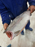 Оcean spirit frozen alaskan pollock cod wild salmon Sankt-Peterburg