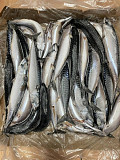 Atlantic mackerel fish wild seafood products certification supply chain Sankt-Peterburg