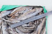 Nordic fish wholesales Russia Export Sankt-Peterburg