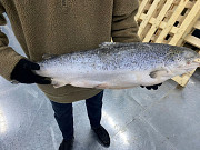 Атлантический лосось оптом 5-6, 6-7 Sankt-Peterburg
