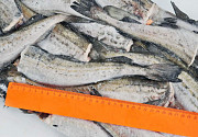 Alaska Pollock block frozen fish export Russian High Quality Worldwide delivery Good price Sankt-Peterburg