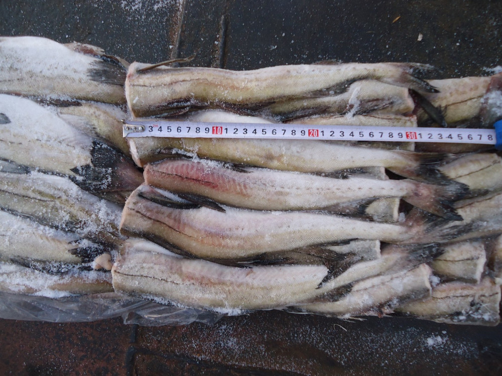 Alaska Pollock Frones Blocked Fish H&G whiting frozen fishBuy and