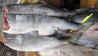 Best Quality Frozen Fish from russian fishery company Sankt-Peterburg