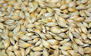 Russia grain direct export best quality barley grain wlosales fast delivery Sankt-Peterburg