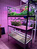 Indoor vertical farming companies Sankt-Peterburg