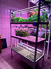 Indoor vertical farming companies Санкт-Петербург