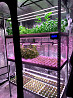 Indoor vertical aquaponics system Санкт-Петербург