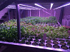 Indoor farming companies Sankt-Peterburg