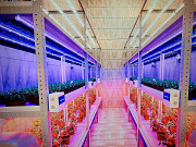 Indoor farming automation Sankt-Peterburg