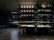 Hydroponic produce companies Moscow