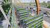 Carrot vertical farming Moscow