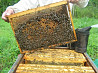 Raw honey 16 oz Sankt-Peterburg