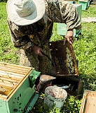Raw health organic honey Санкт-Петербург