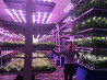 Vertical farming supply chain Санкт-Петербург