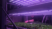 Vertical farming investment Sankt-Peterburg