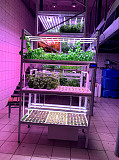 Commercial vertical hydroponic systems Moscow