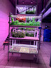 Commercial vertical hydroponic systems Moscow