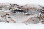 Рыба свежемороженая оптом от производителя Санкт-Петербург