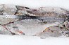 Рыба свежемороженая оптом от производителя Sankt-Peterburg